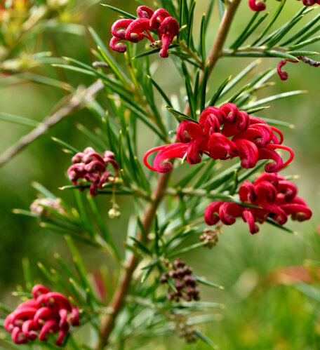 Grevillea Canberra Gem